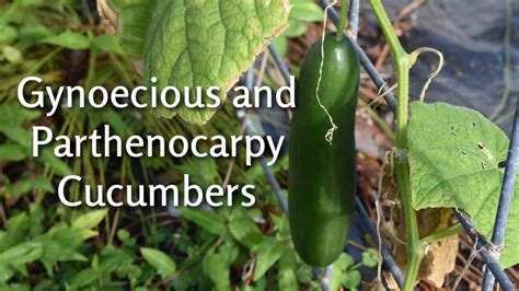 Gynoecious Parthenocarpic Cucumbers | informacionpublica.svet.gob.gt