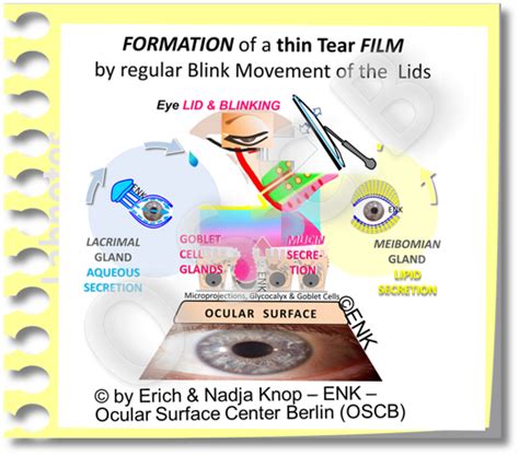 Tears & Tear Film — Ocular Surface Center Berlin