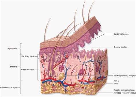 Skin | Basicmedical Key