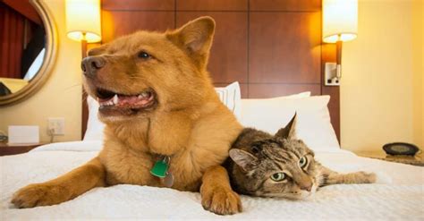 The Best Pet-Friendly Hotels on the Strip for a Paw-fect Stay ...