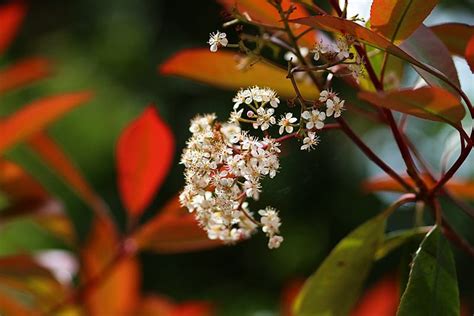 photinia flowers | They're not what you plant photinia for (… | Flickr