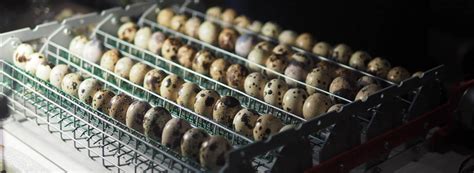 5 Best Quail Egg Incubators - Reviewed (Summer 2024)