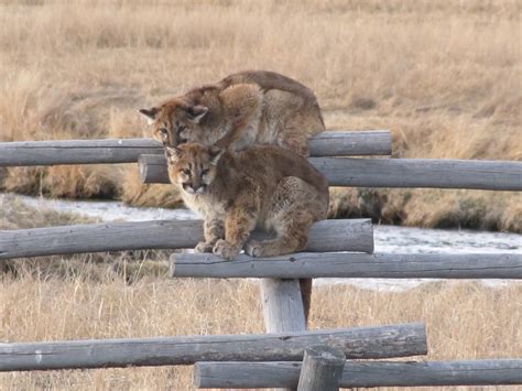 Photos: Coyote Pack Stares Down Young Mountain Lions | OutdoorHub