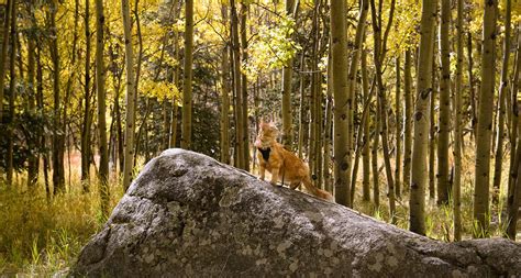 Hiking With Cats: How to Turn Your Kitty Into an Adventure Cat | BeChewy