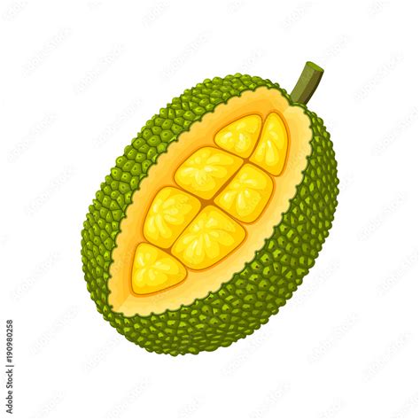 Summer tropical fruits for healthy lifestyle. Jackfruit. Vector ...