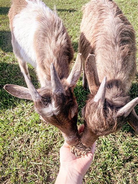 Deer Farm - Family Day Trip - The Moscow Times