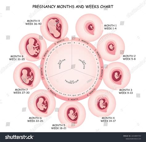 Pregnancy Months Weeks Chart Medicine Vector Stock Vector (Royalty Free) 2214697757 | Shutterstock