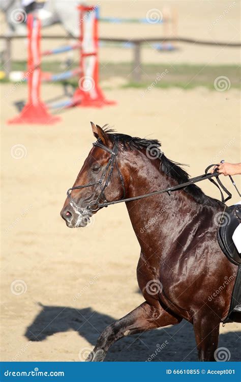 Jumping Horse Canter Across The Track Stock Image - Image of horseback, horse: 66610855