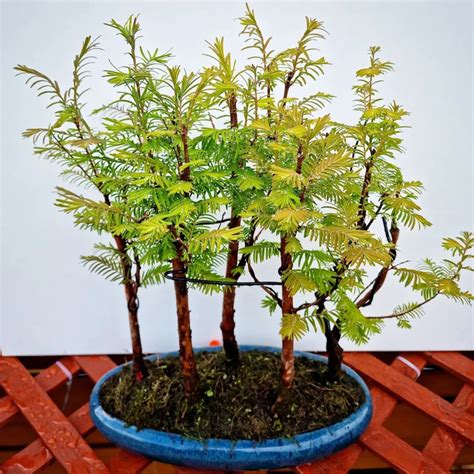 Dawn Redwood Bonsai: Growing a Prehistoric Beauty