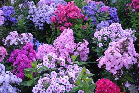 Perennial and annual phlox: planting and care, varieties with photos ...