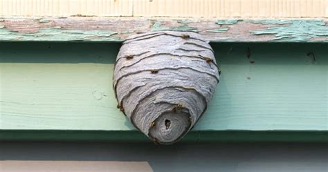 How to Prevent Wasp Nests: Tips and Tricks | Critter Stop
