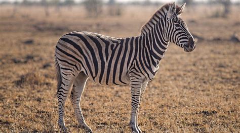 Zoo Paints Donkey to Look Like Zebra But Absolutely Denies It