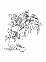 Free Tomato Plant coloring page  Download Print Or Color Online For sketch template