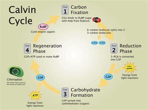 Sweet Secret - National Geographic Society | Photosynthesis, Carbon molecule, Solar energy panels