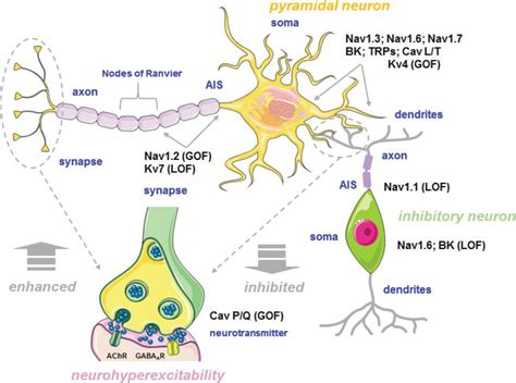 Ion Channels in Epilepsy: Blasting Fuse for Neuronal Hyperexcitability | IntechOpen