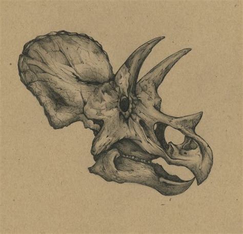 Paleo-illustration… study of a Triceratops skull. Animal Skull Drawing, Skulls Drawing, Animal ...