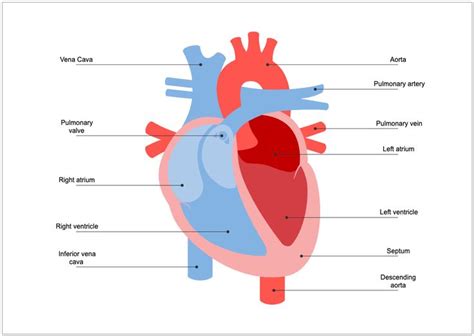 Human Heart Diagram for Biology Students | Heart diagram, Human heart ...