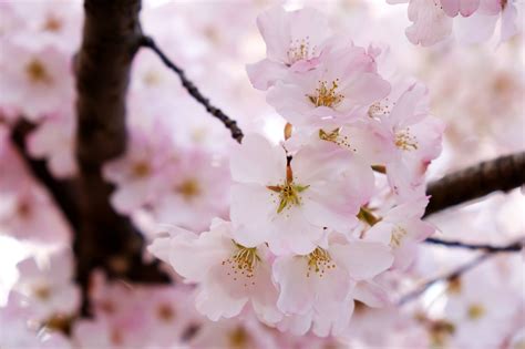 2019 DC cherry blossom peak bloom prediction dates announced - WTOP News