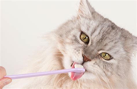 Cat Grooming Tips | ASPCA