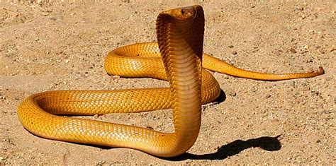 Cape Cobra Facts and Pictures | Reptile Fact