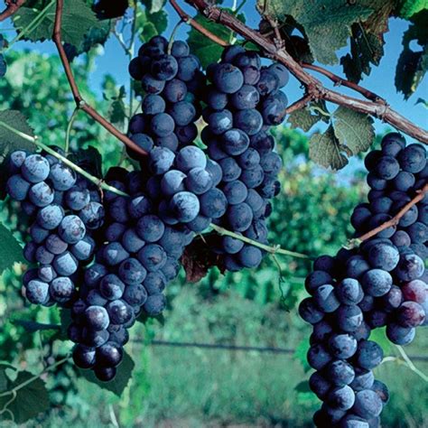 Concord Grape - Grape Vines - Stark Bro's