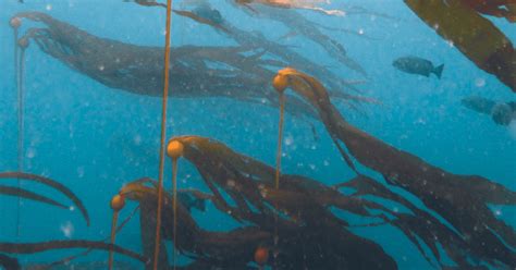 Commercial Bull Kelp Harvesting Prohibited in Mendocino and Sonoma Counties, Fish and Wildlife ...