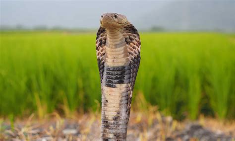Cobras Pictures - AZ Animals