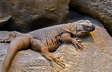 Chuckwalla | CRITTERFACTS