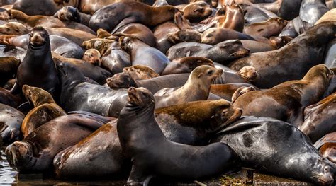 Watch Vancouver fishermen battle a swarm of sea lions (VIDEO) | Curated