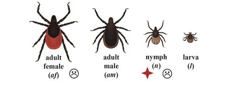 Tick Identification - Ticks