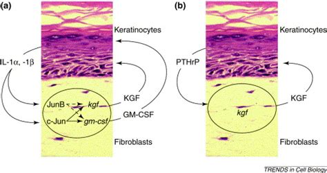 Paracrine regulation of keratinocyte proliferation and differentiation: Trends in Cell Biology