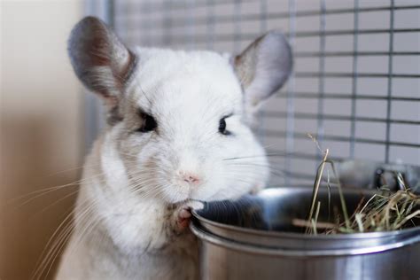 Chinchilla Care Guide