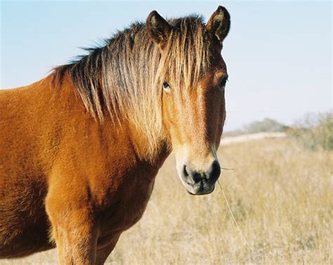 The Beautiful Corolla Wild Horses