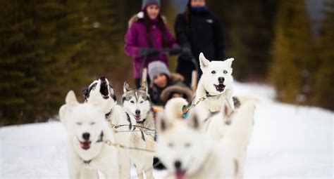 Dog Sledding in the Canadian Rockies | Banff & Lake Louise Tourism