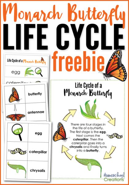 Monarch Butterfly Life Cycle Printables