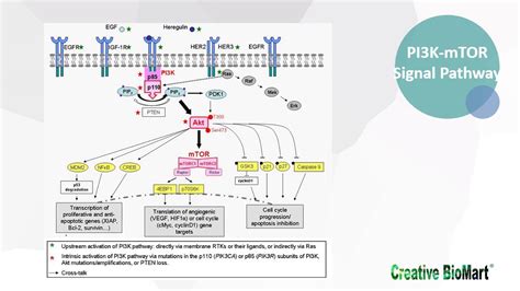 Type I Interferon Signal Pathway - YouTube