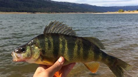 It’s perch time at Lake Cascade (fishing report, Oct. 17) | Idaho Statesman