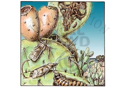 Joel Floyd Scientific Illustration: Invasive Species