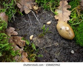 Time Lapse Acorn Weevil Larvae That Stock Photo 1586825962 | Shutterstock