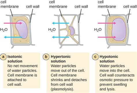 Difference Between Osmosis and Plasmolysis | Osmosis vs Plasmolysis