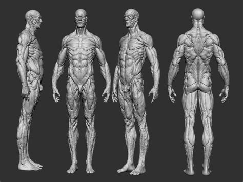 Anatomy human | 3D Print Model