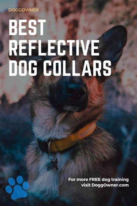 5 Best Reflective Dog Collars in 2019 | DoggOwner