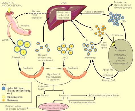 How the human body works with cholesterol. - davidkhachatrian.com