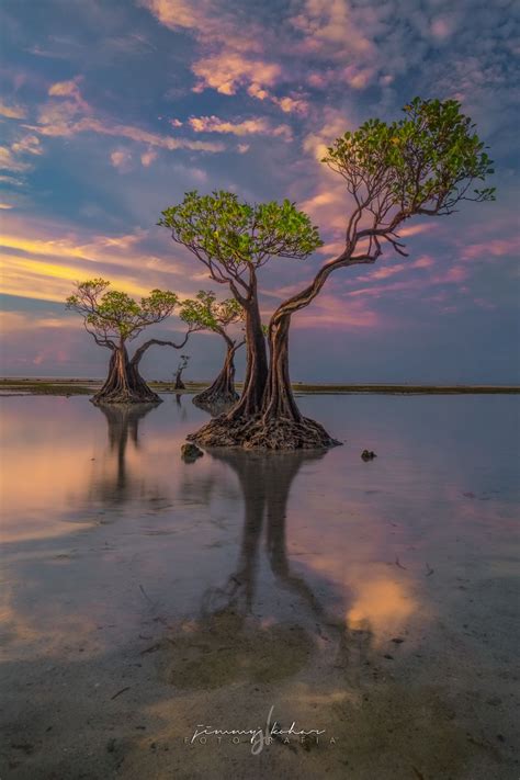 Mangrove Trees of Walakiri Beach, Indonesia | Beautiful nature, Mangrove, Tree textures