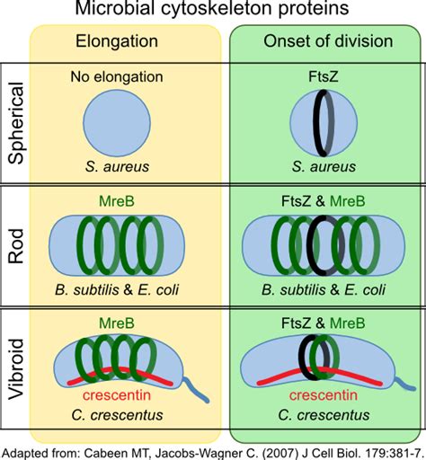 The Bacterial Cytoskeleton