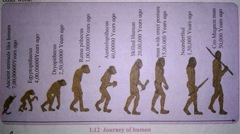 Human Evolution Book Cover Shows The Stages Of Evolut - vrogue.co