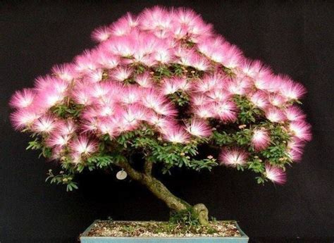 Mimosa Bonsai: The Perfect Addition to Your Indoor Garden | by ...