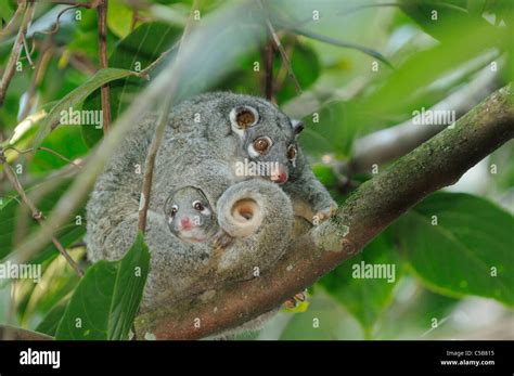 Green Ringtail Possum Pseudocheirus archeri Female with baby in pouch ...