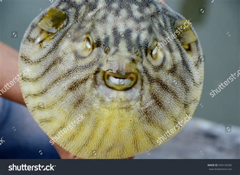 Puffer Fish Swell Fish Teeth Stock Photo 556135540 | Shutterstock