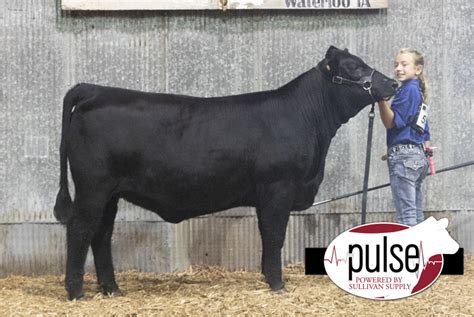 Gelbvieh Junior Classic | Bred and Owned Senior Heifer Calf | The Pulse